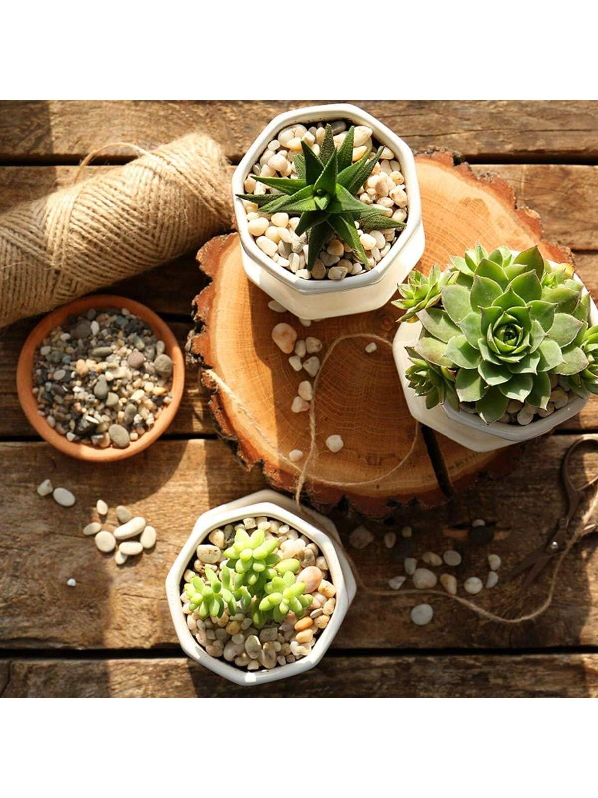 River Rocks Stones Natuurlijke - Sphagnum Moss Bag recensie en prijs
