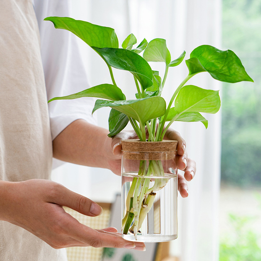 Plantenvoortplantingsstation,  - Sphagnum Moss Bag recensie en prijs